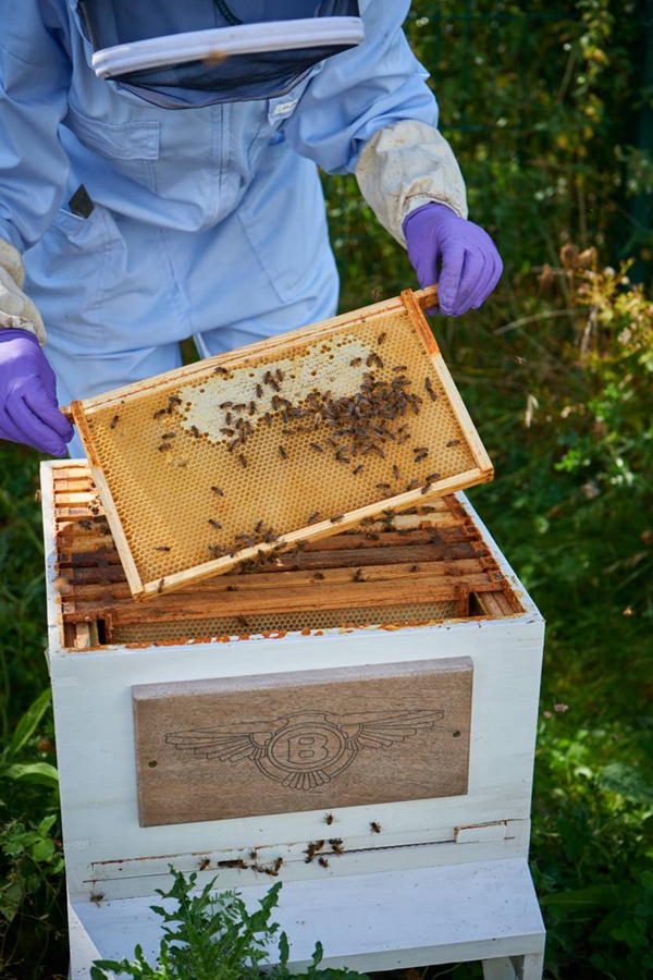 宾利汽车总部工厂首次迎来蜂蜜收获 (4).jpg