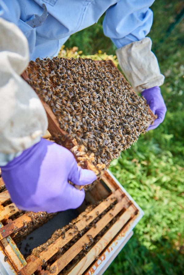 宾利汽车总部工厂首次迎来蜂蜜收获 (5).jpg