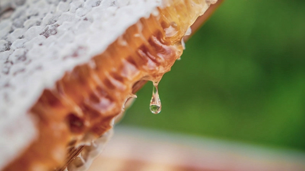 宾利汽车总部工厂首次迎来蜂蜜收获 (7).jpg